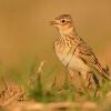 Skrivan polni - Alauda arvensis - Sky Lark 1349